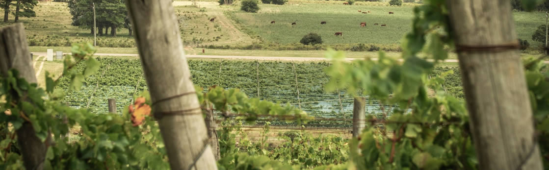Ruta del Vino